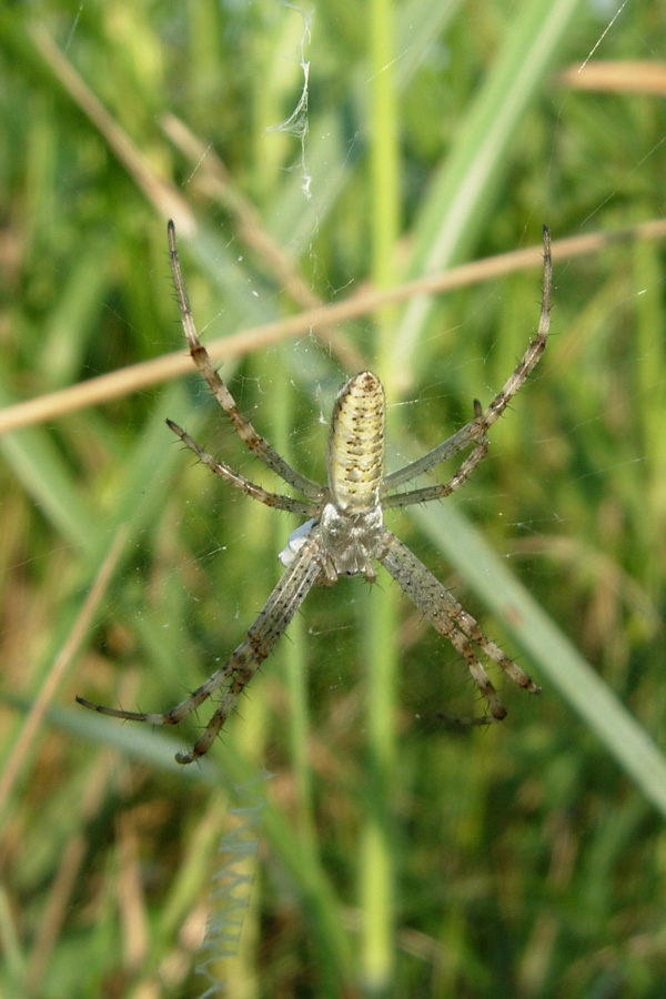 Maschio di Argiope bruennichi?